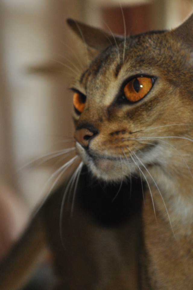 Гордая абиссинская кошка