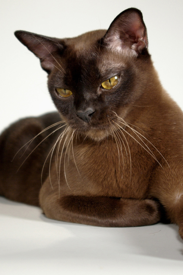 Гордая бурманская кошка