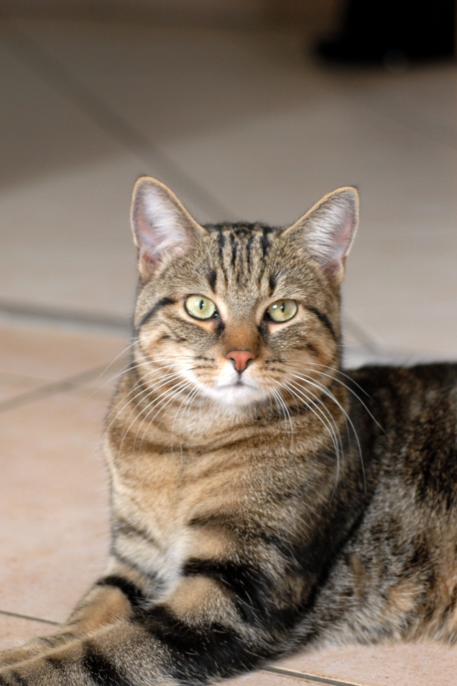 Гордая европейская короткошерстная кошка