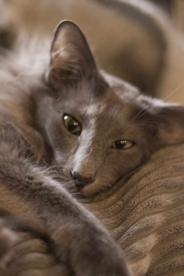 Гордая ориентальная длинношерстная кошка