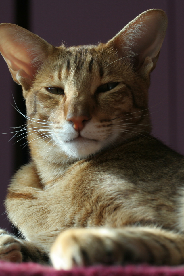 Гордая ориентальная короткошерстная кошка