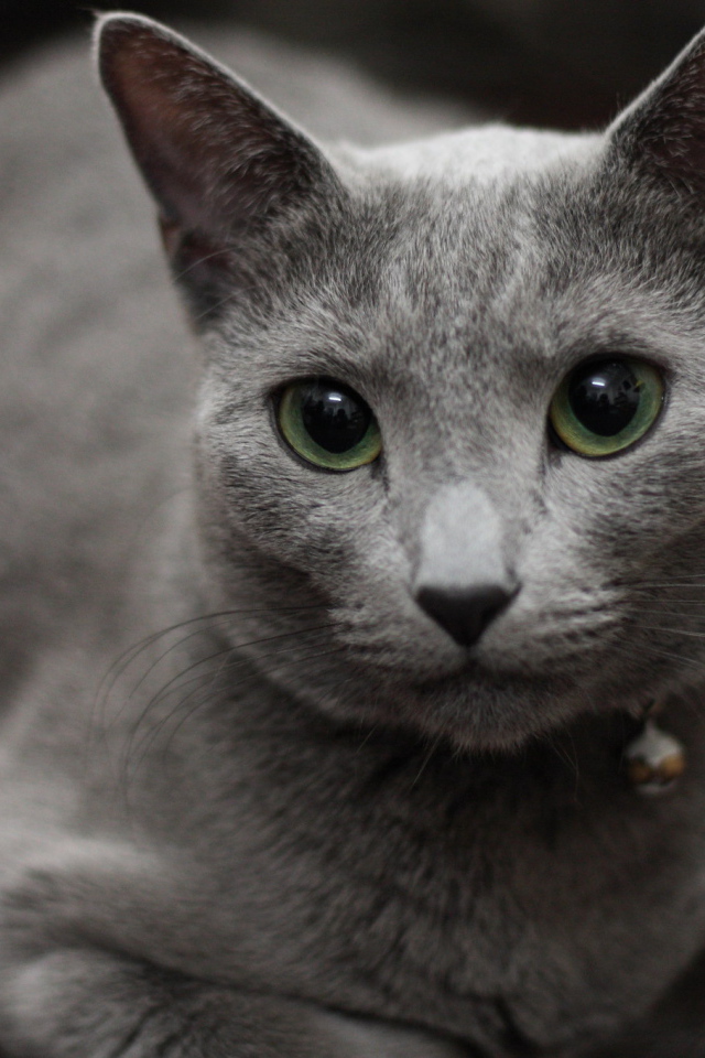 Гордая русская голубая кошка