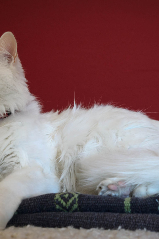 Гордый кот турецкая ангора