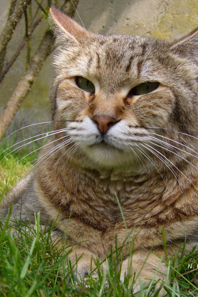 Гордый кот пиксибоб