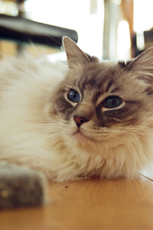 Гордая кошка рэгдолл