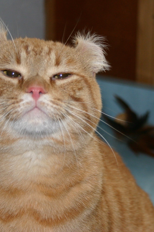 Гордый рыжий американский керл