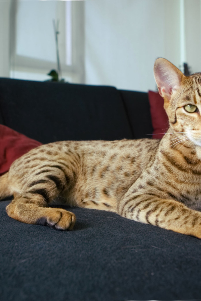 Гордая кошка саванна