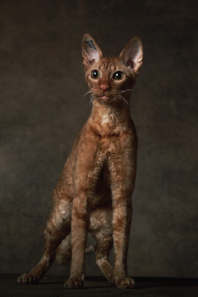 Породистый корниш рекс