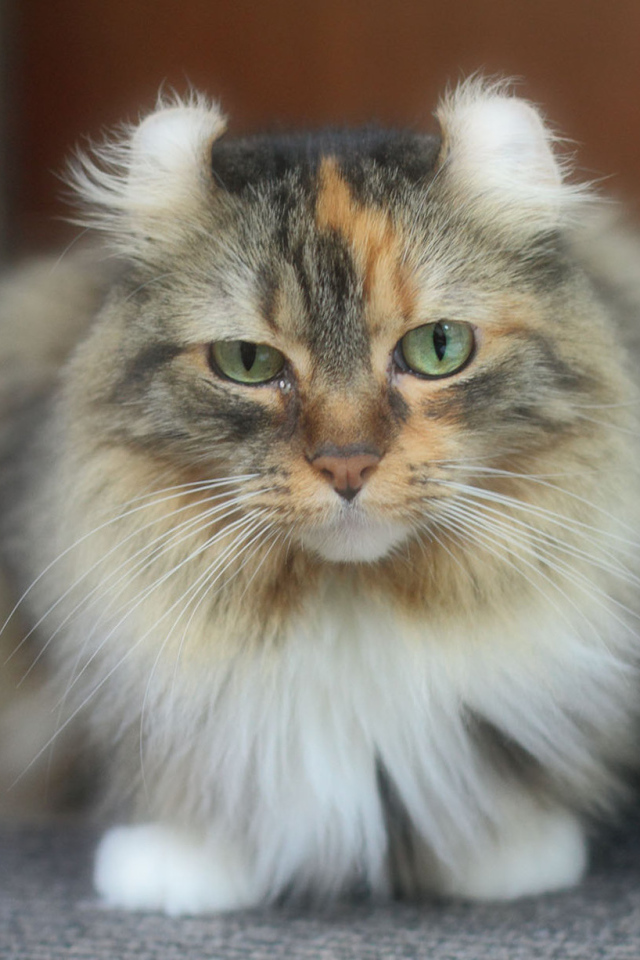 Породистый кот американский керл