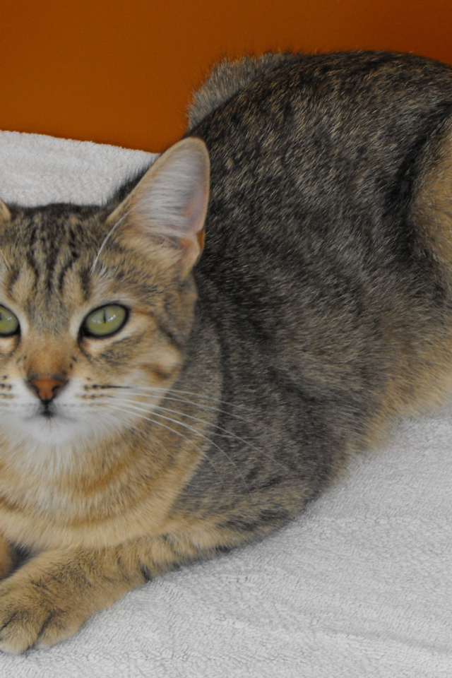 Породистый кот пиксибоб