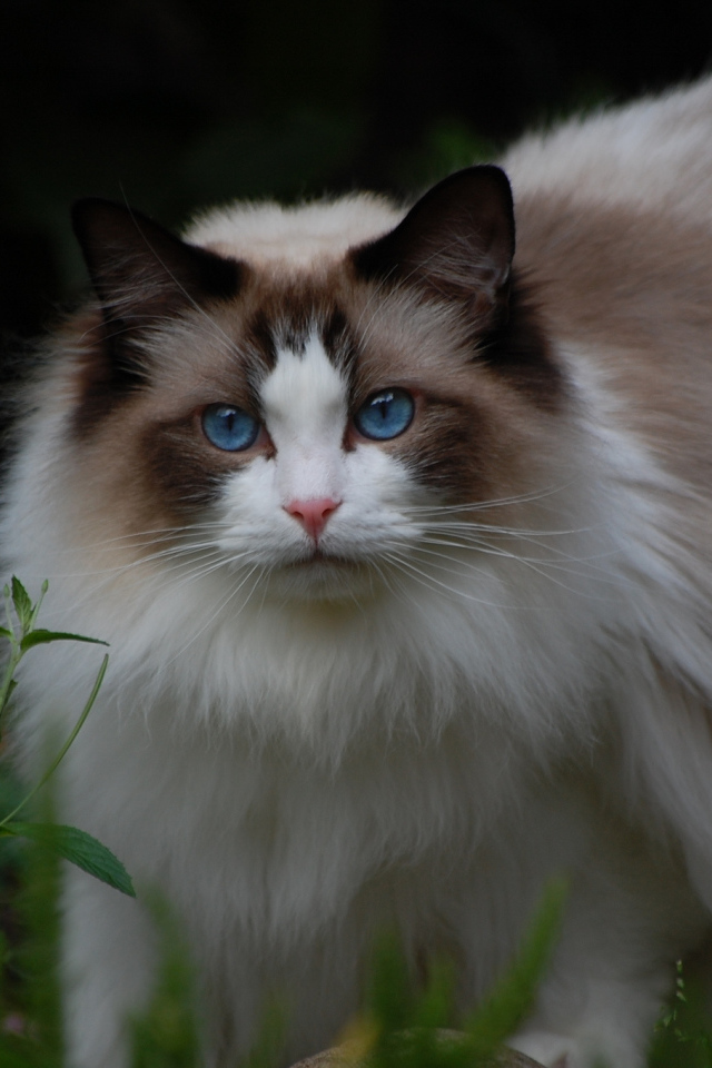 Кошка рэгдолл на природе