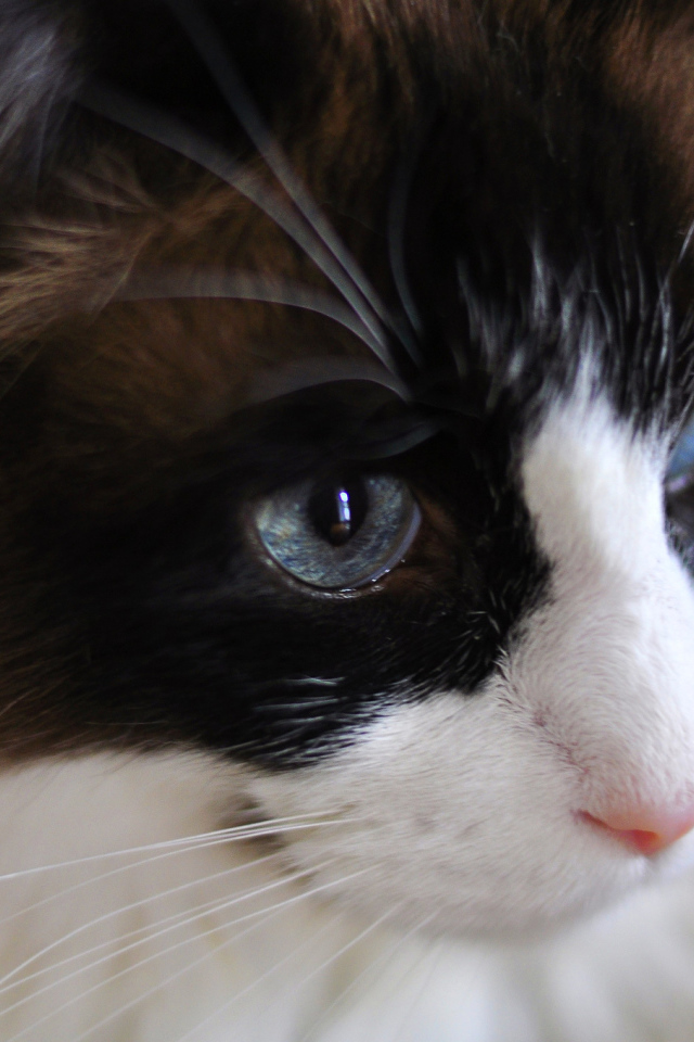 Мордочка кота рэгдолл