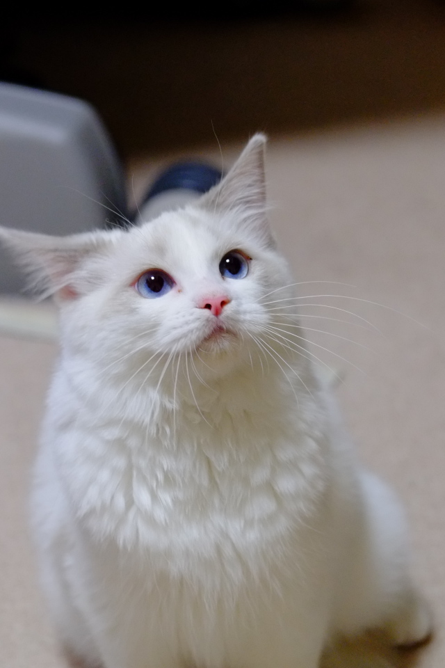 Рэгдолл смотрит вверх