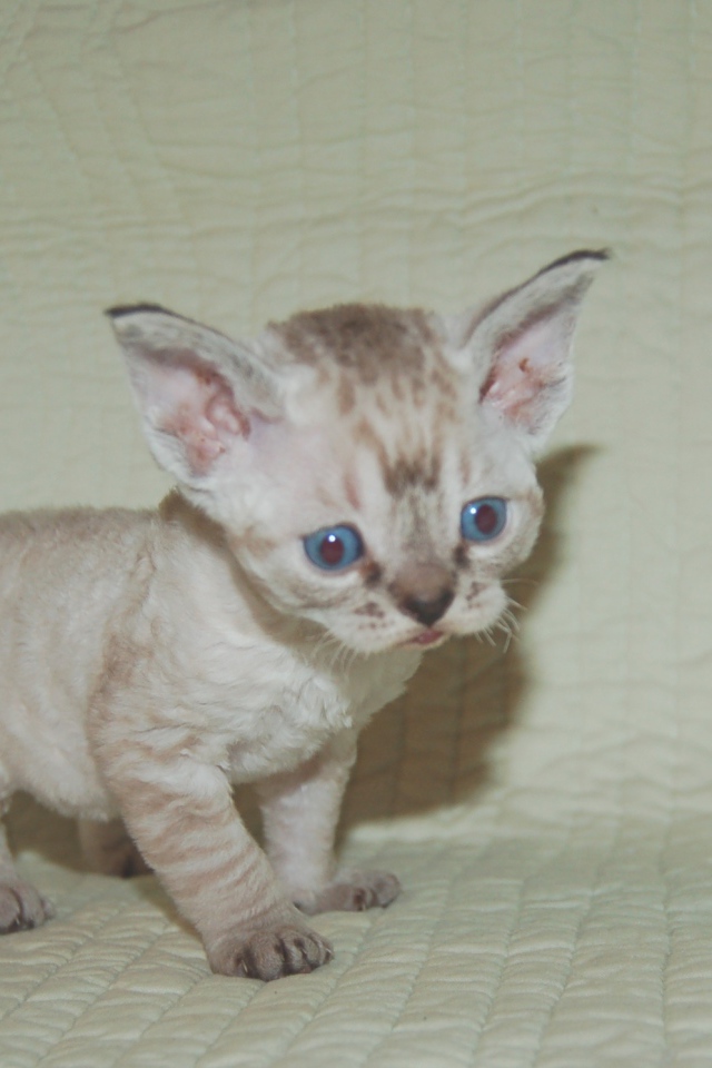 Красноглазый котенок девон-рекс