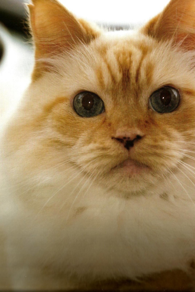 Рыжая гималайская кошка