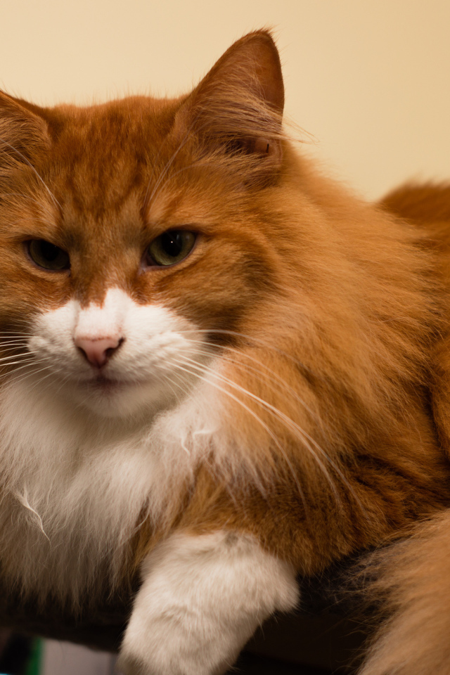 Рыжая норвежская лесная кошка