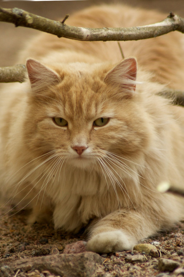 Рыжая норвежская лесная кошка на природе