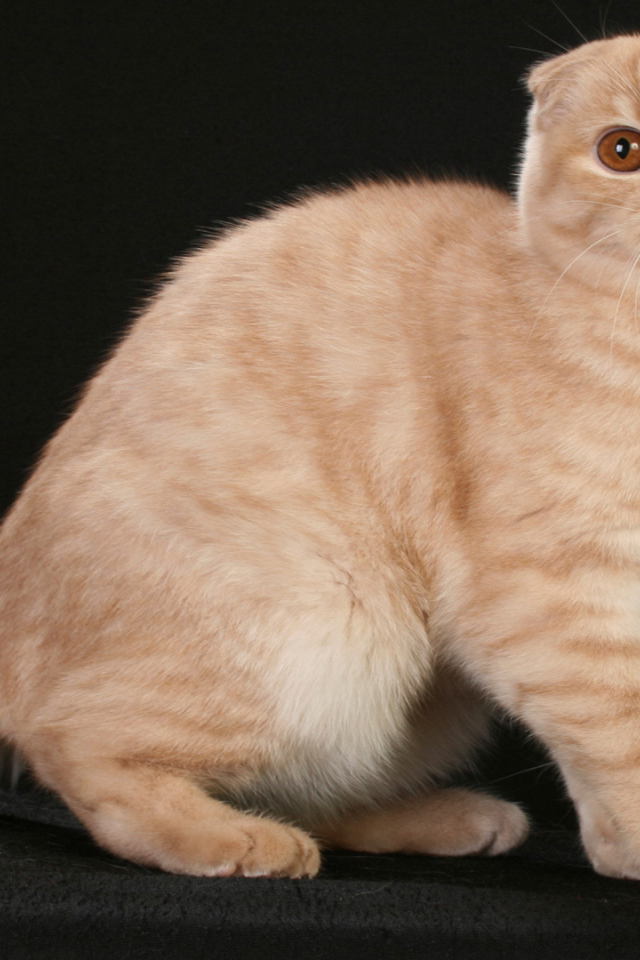 Рыжая шотландская кошка