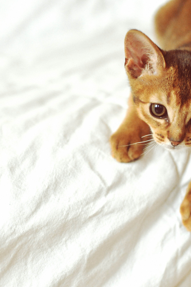 Рыжий абиссинский котенок