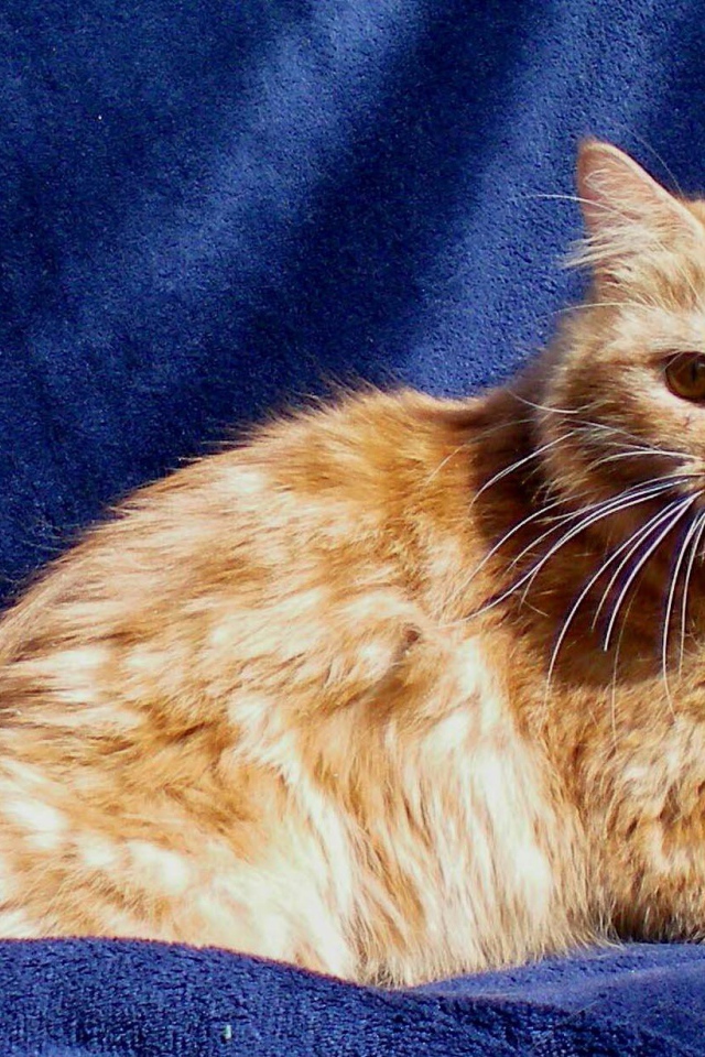 Рыжий кот кимрик