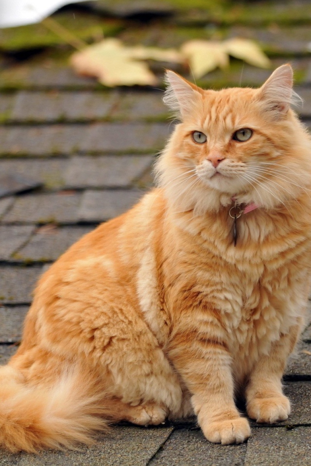 Рыжий кот сидит на крыше