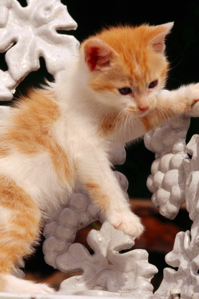 Рыжий котенок на белой скамейке