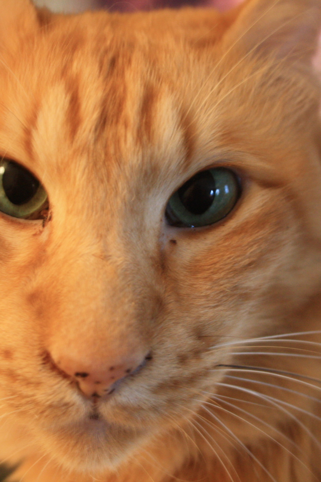 Рыжий ориентальный длинношерстный кот