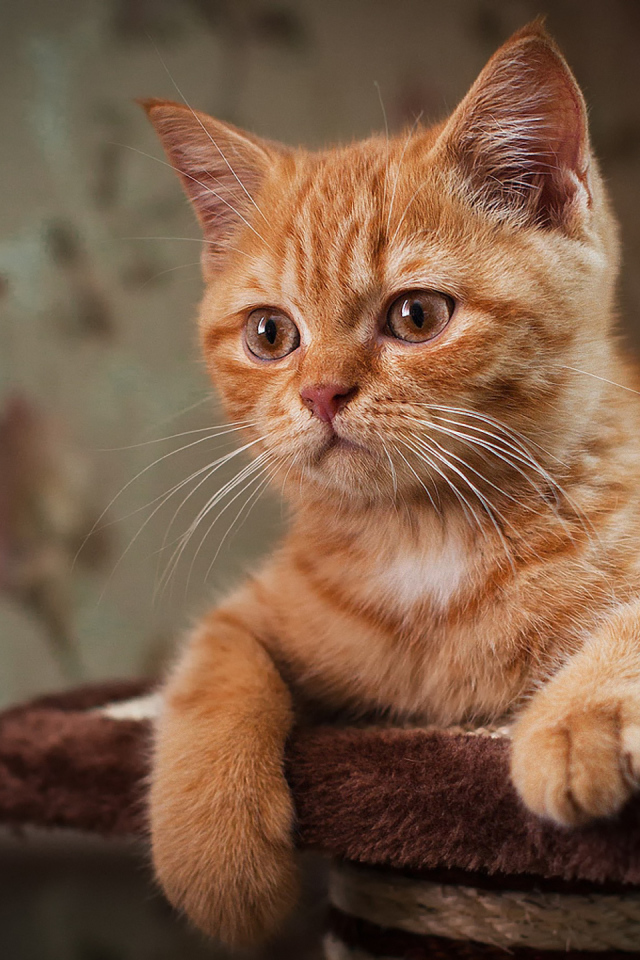 Рыжий усатый кот