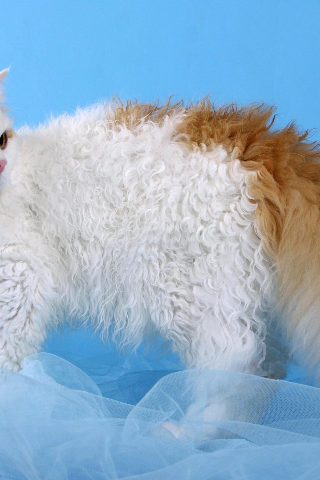 Бело рыжий селкирк рекс