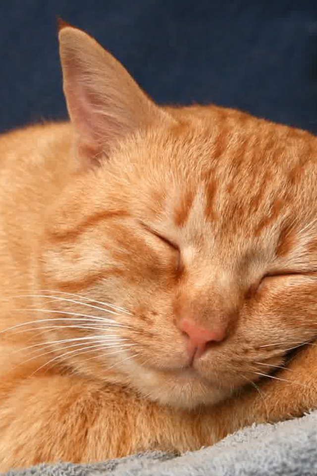 Рыжая американская жесткошерстная кошка