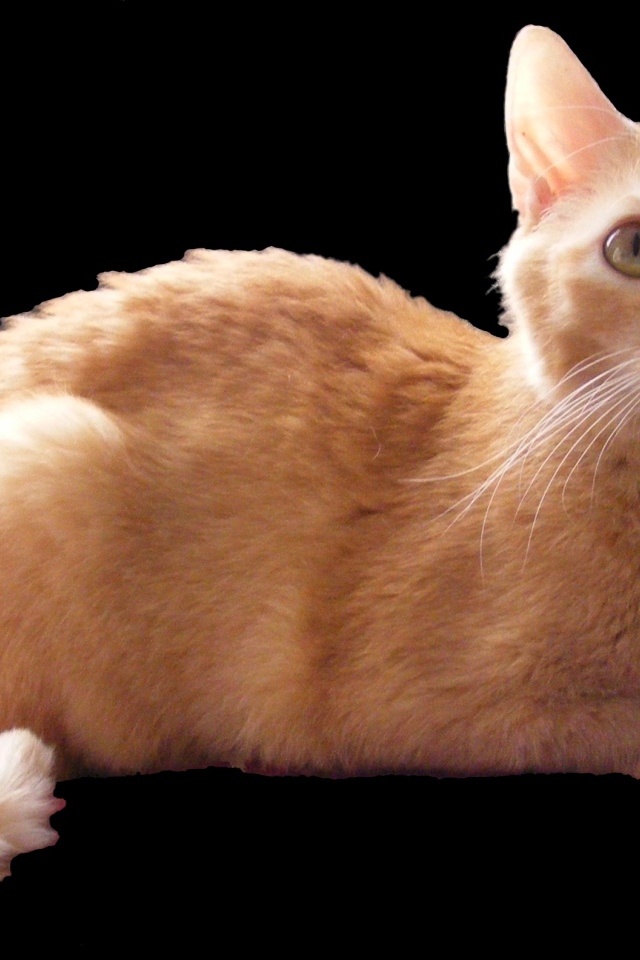 Рыжий немецкий рекс