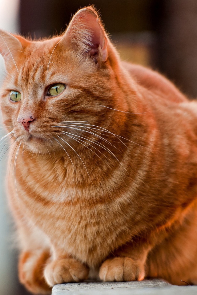 Рыжий жирный кот