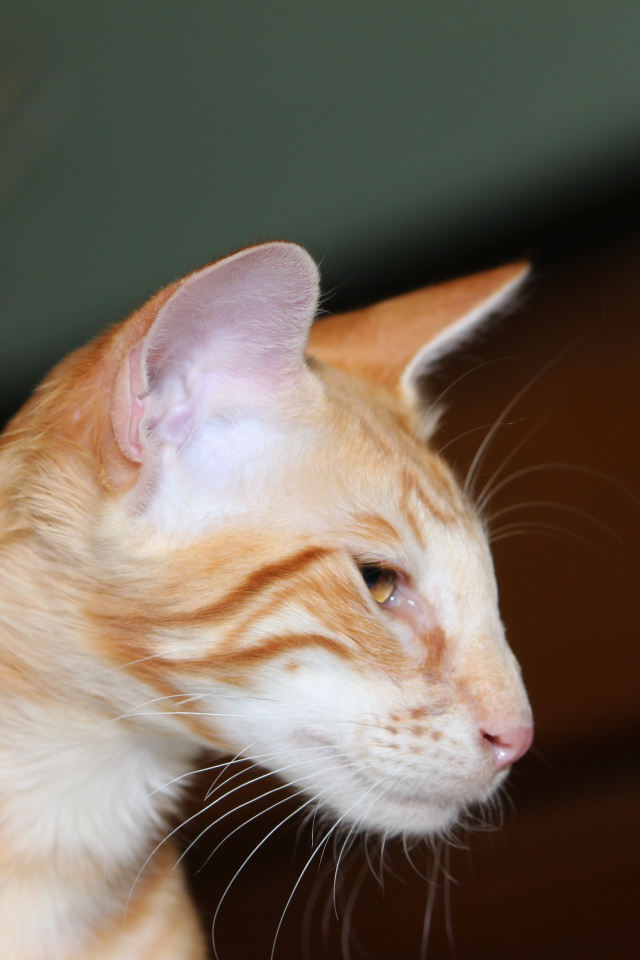 Рыжая мордочка ориентальной длинношерстной кошки