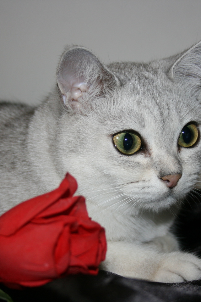 Роза и бурмилла