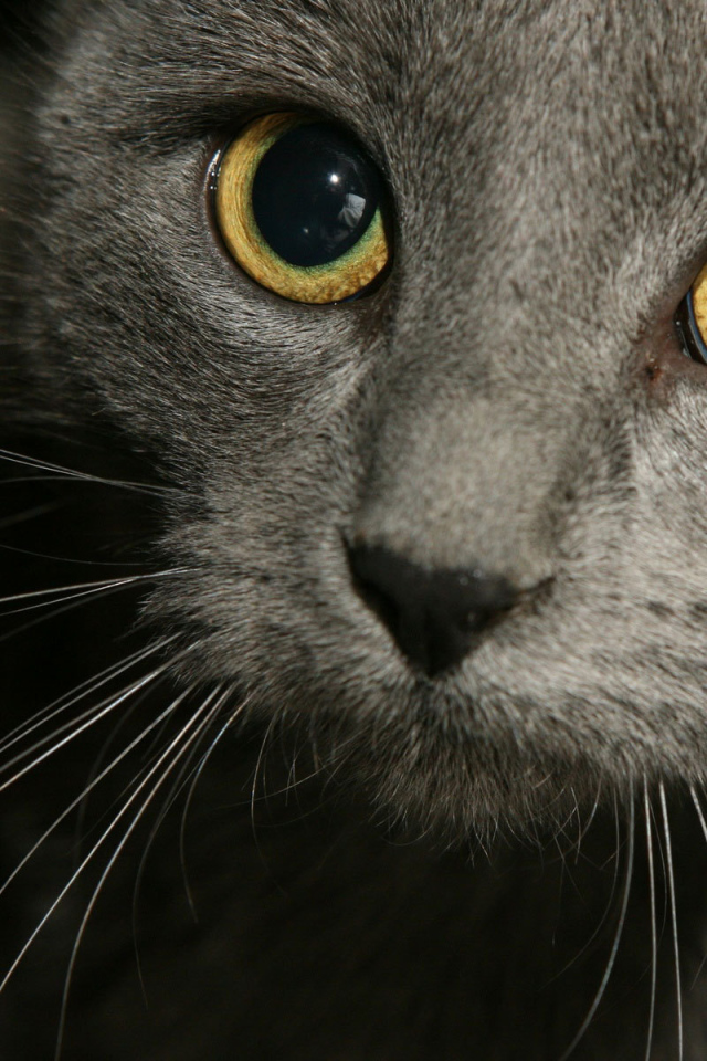 Глаза русской голубой кошки