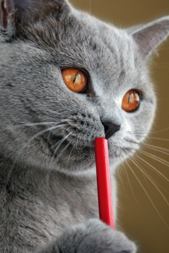 Русская голубая кошка с карандашом