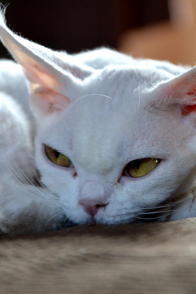 Грустный девон-рекс