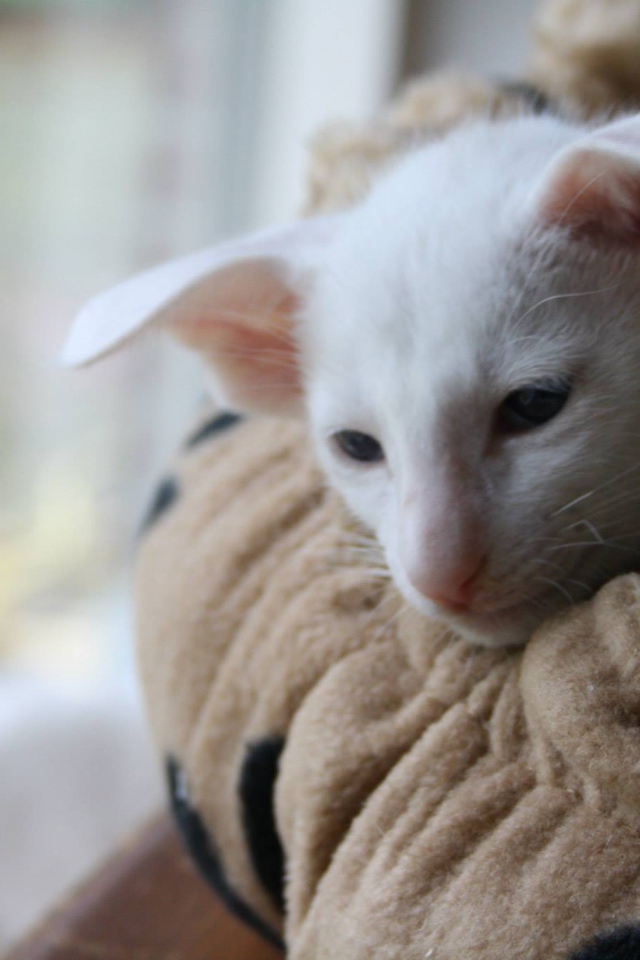 Грустный форин вайт