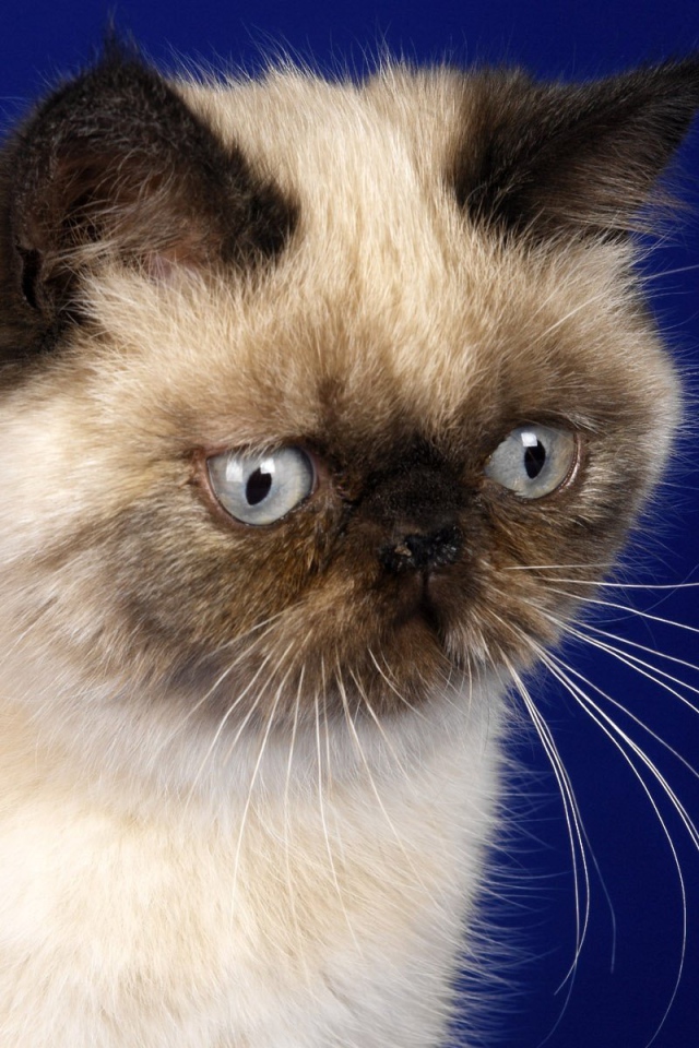 Грустная гималайская кошка