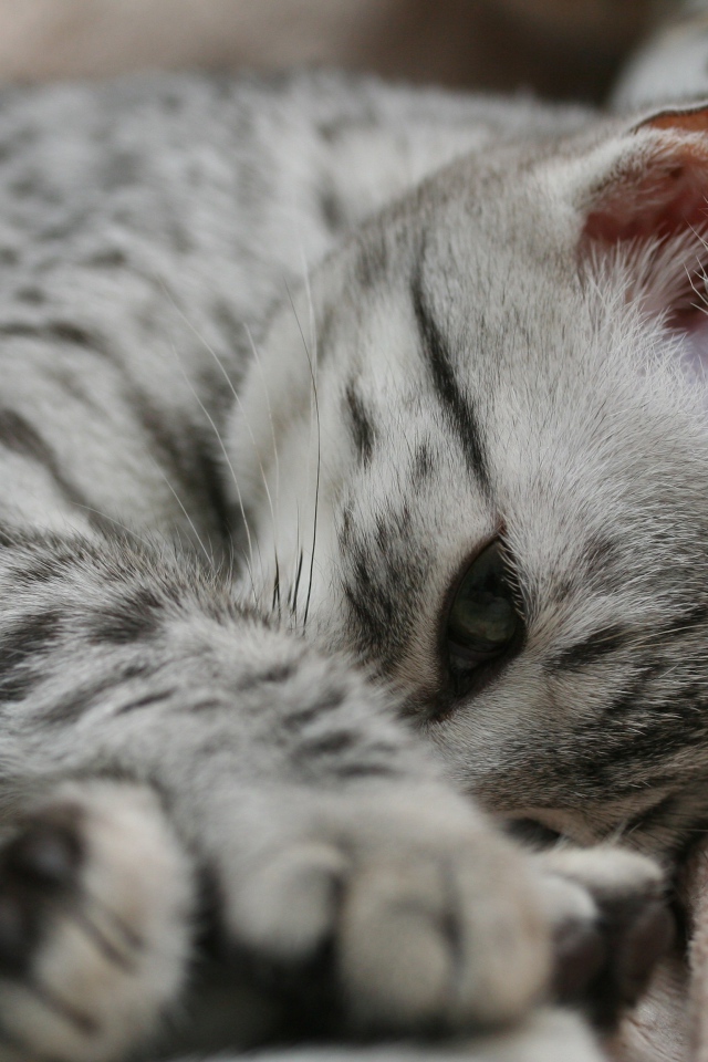 Грустный котенок египетская мау