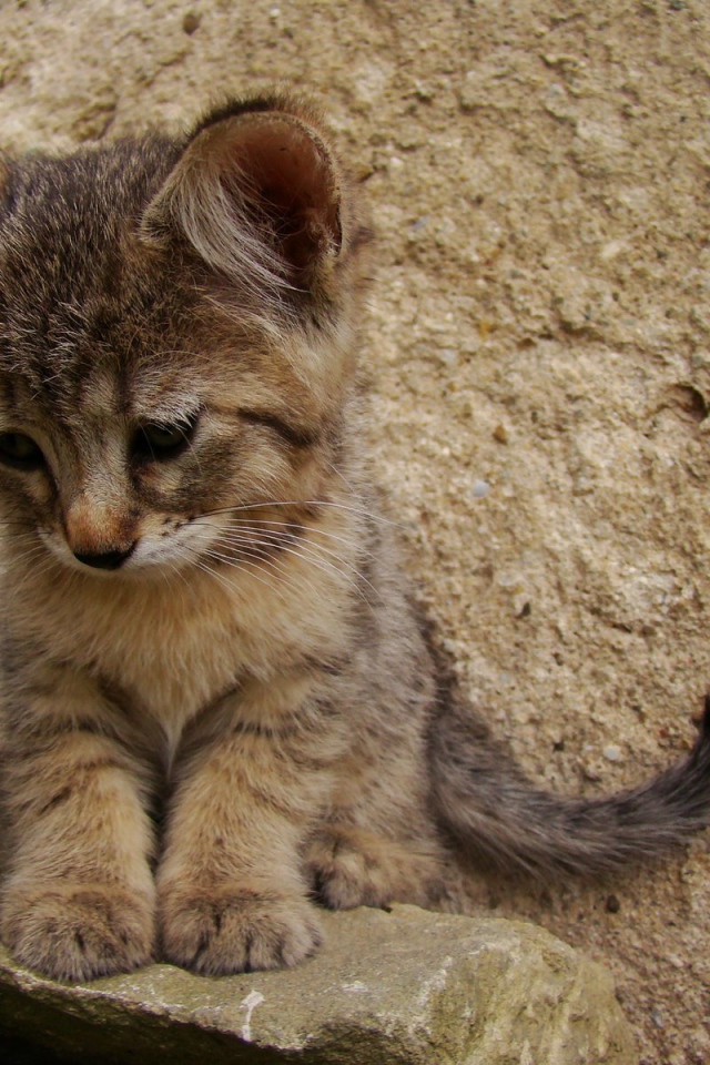 Грустный котенок пиксибоб