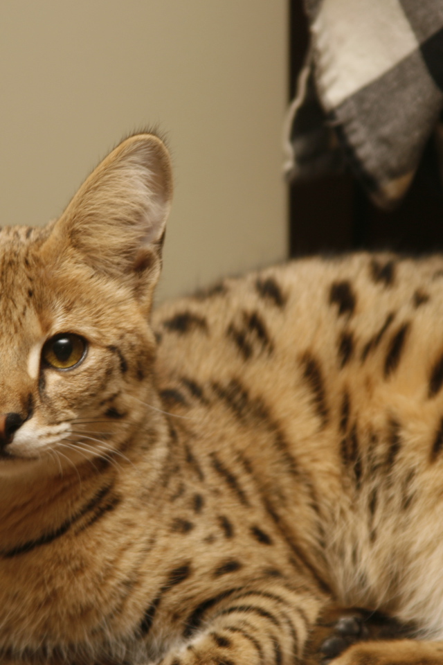 Порода кошек саванна