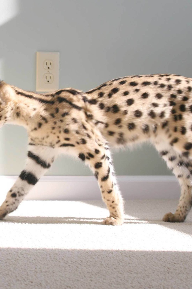 Кот саванна гуляет по квартире