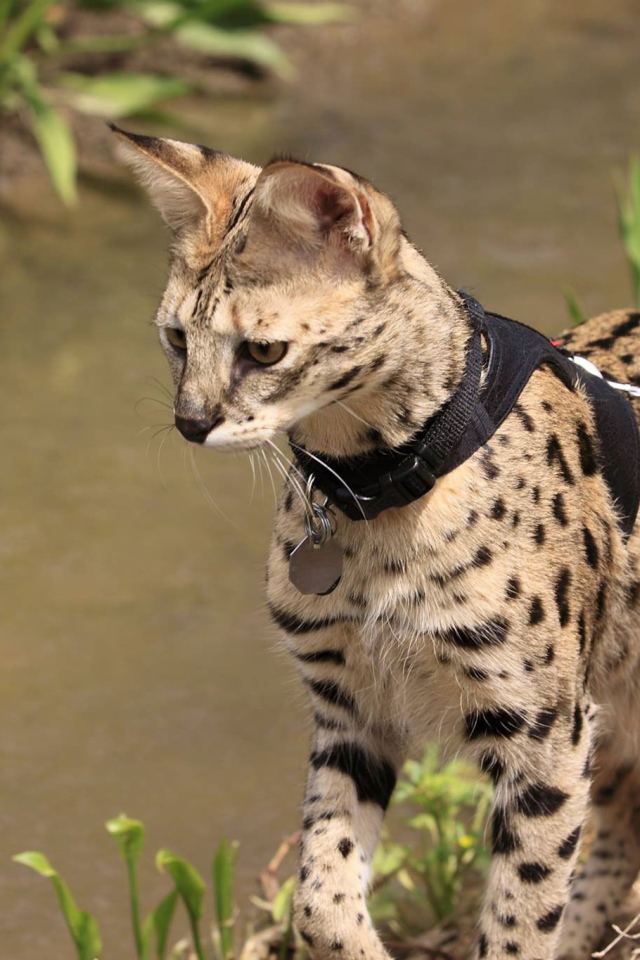 Саванна на поводке