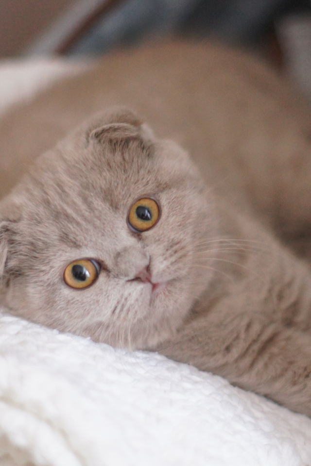 Вислоухая шотландская кошка