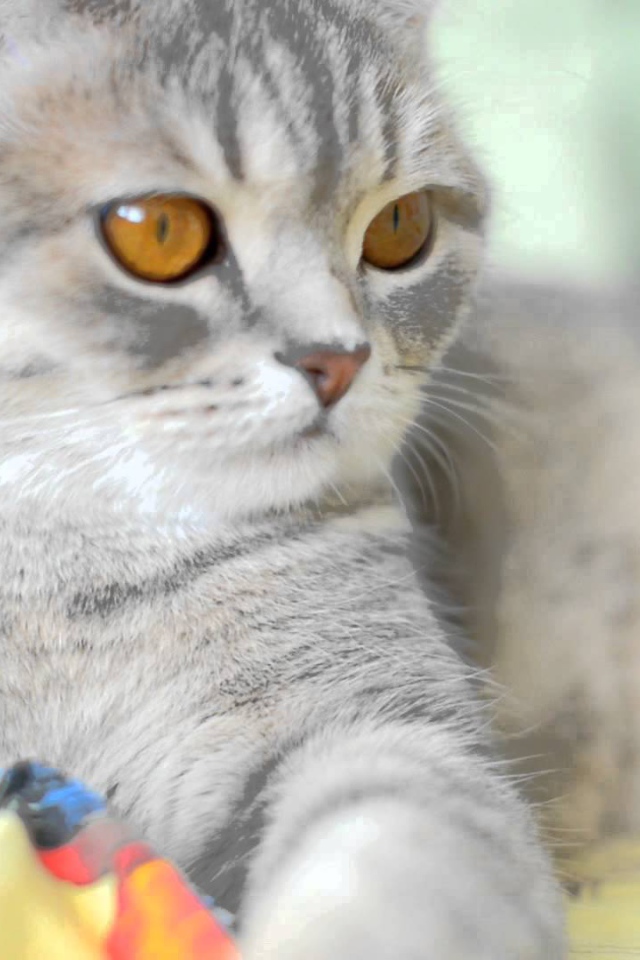 Порода шотландская кошка