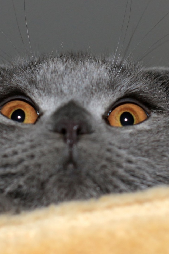 Мордочка шотландской кошки