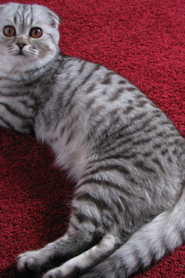 Шотландская кошка на ковре