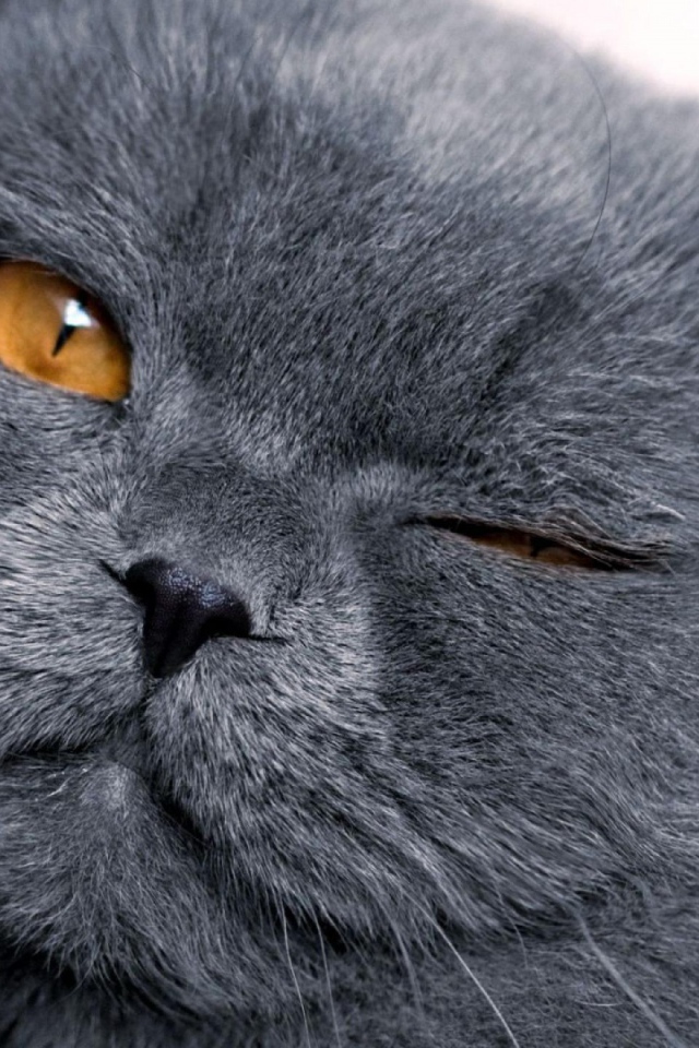 Шотландская кошка подмигивает