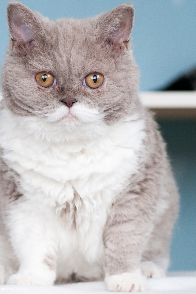 Кот селкирк рекс